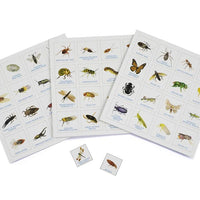bug bingo