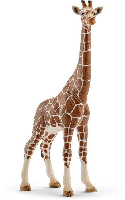 giraffe, female