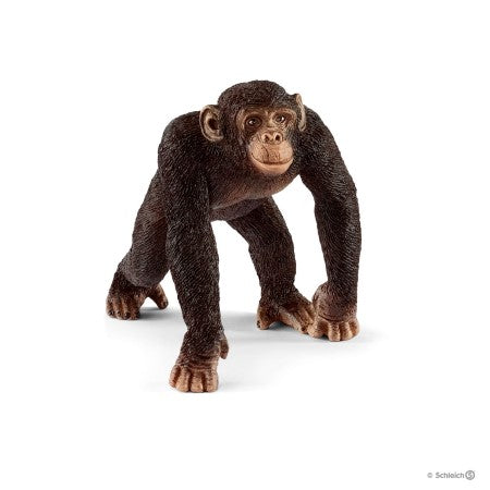 male chimpanzee